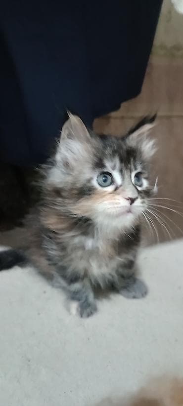 Мышыктар сатылат: Гиганты Кошачьего мира♥️ Мейн-Куны 🥰 Мини питомник не клеточного — 3
