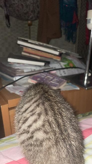scottish fold: 1 месяц, Девочка, Метис, Приучена к лотку — 1