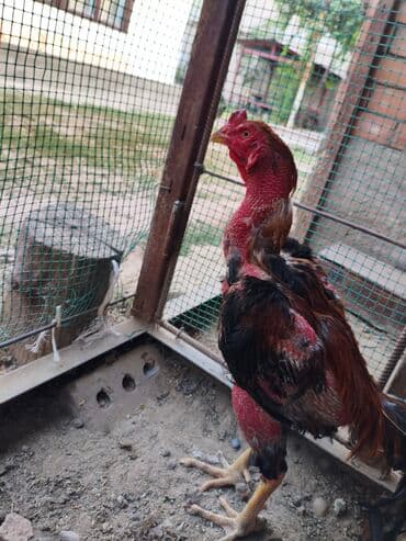 продажа щенков немецкой овчарки с документами в бишкеке: Сатам | Короздор | Тебиштирүүчү | Союуга, Көбөйтүү үчүн, Тебиштирүү үчүн — 1