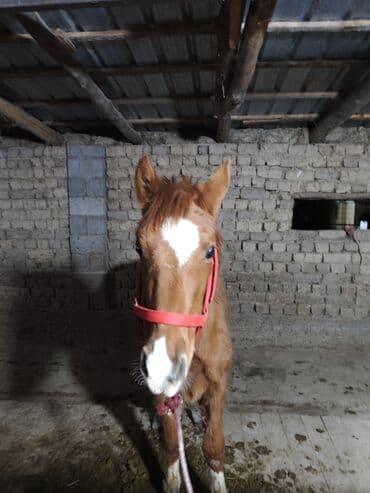дом для животных: Продаю | Жеребенок | Рабочий — 1