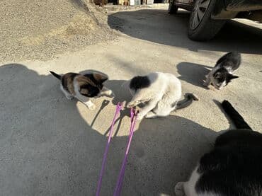 корма для сх животных: Мальчик — 6