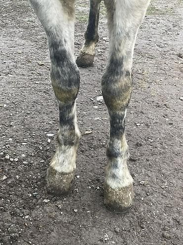 телята продажа: Продаю | Жеребец | Полукровка | Для разведения, Конный спорт — 10