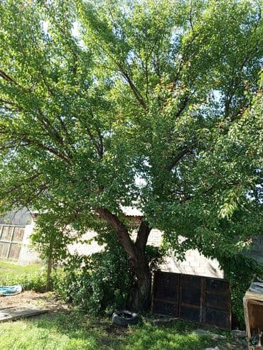 купить туалетный столик с зеркалом и подсветкой бу: Продам дерево абрикос (өрүк)ствол примерно 50см в диаметре — 2