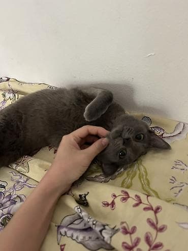 Животные: Кошка даром: Русская голубая, Мальчик, Приучена к лотку — 7