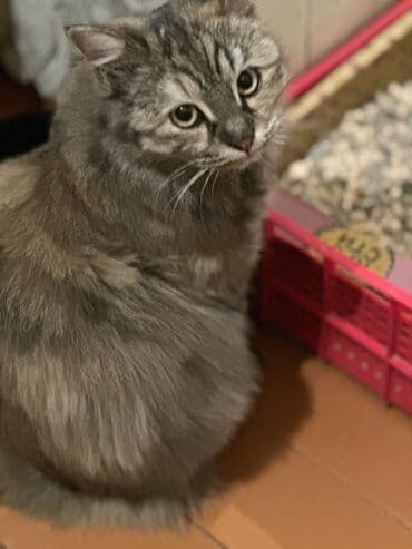 сколько стоит сиамская кошка в сомах: Кошка даром: Беспородная, 3 месяца, Мальчик, Приучена к лотку, Проглистована — 1