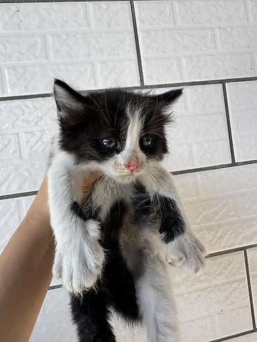 d cat: Котята, ищут уютный дом. 1,5 месяцев, едят самостоятельно(сухой — 4