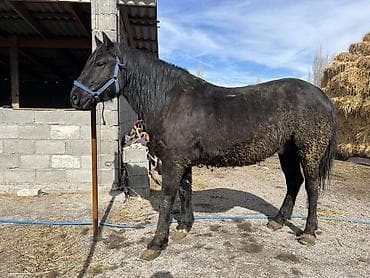 живой корм: Продаю | Конь (самец) — 3