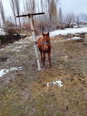 белый алабай: Продаю | Жеребенок | Рабочий | Племенные, Осеменитель — 2