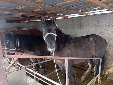 Зоотовары: Продаю | Кобыла (самка) | Для разведения | Племенные — 3