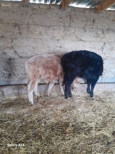 собака дом: Продаю | Музоо, торпок | На откорм | Привязанные — 4