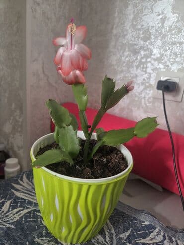 Дом и сад: Комнатные растения: 1) Хамедорея (дипсис) в декоративном горшке - — 5