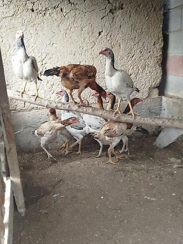 бравекто цена бишкек: Сатам | Тооктор — 4