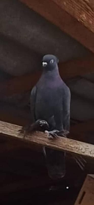 попугай бишкек цена: Продаю голубей — 5