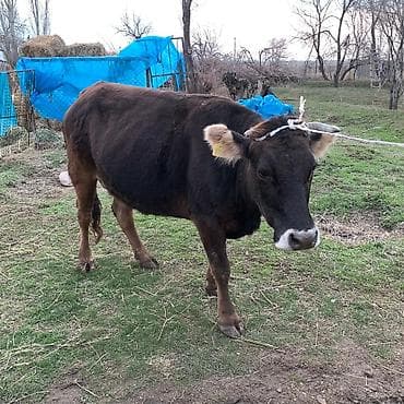 приём молока: Продаю | Корова (самка) | Полукровка | Для молока | Привязанные — 8