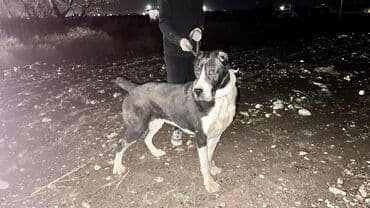 собака доберман сколько стоит: Алабай, 1 жаш, Эркек, Эмделген — 2