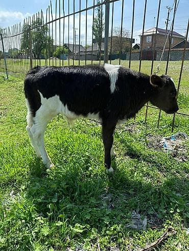 ангус купить: Продаю | Бык (самец), Музоо, торпок | На откорм — 6