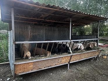 продам друга: Кормушка-сарай для овец/коз (комбинированная линия раздачи с навесом) — 3