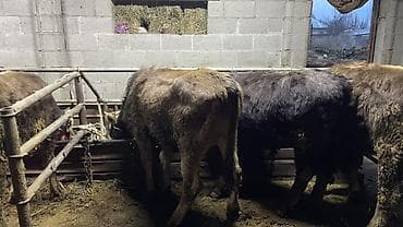 мышык сатылат: Сатам | Бука (эркек) | Бордоп семиртүү үчүн | Байланган — 6