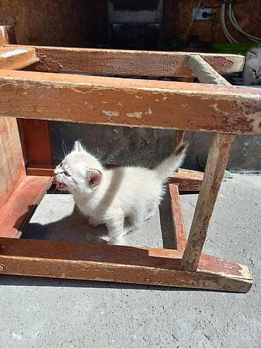 Котята домашние, активные и игривые. Описание: - Окрас: светлый