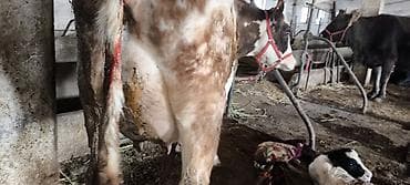 Ветеринар кызматы: Сатам | Уй (ургаачы) | Көбөйтүү үчүн, Сүт алуу үчүн — 4