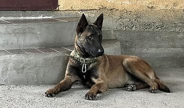 Животные: Бельгийская овчарка, 8 месяцев, Самец, С родословной, С прививкой — 1