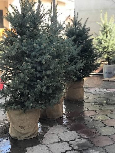 турецкие леса: Продаются голубые/зеленые/тянь-шанские ели 🌲 Выращиваем сами, со всей — 1