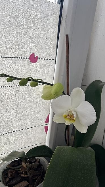 пчелка цена: Орхидеи живые адаптированные 2 цветоноса, отличная корневая система — 10
