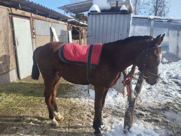 Собаки: Продаю | Жеребенок | Конный спорт — 4