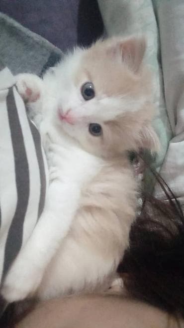 один мальчик и два котёнка: Отдам даром двух котят полтора месяца. Пушистые длинношёрстные — 5