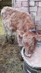 Иттер: Сатам | Кунаажын | Көбөйтүү үчүн — 10