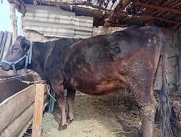 кормушки для птиц: Продаю | Корова (самка) | Для разведения | После отела — 1