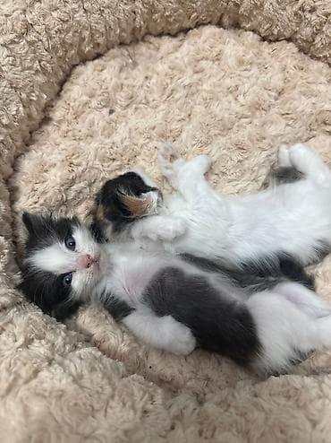 кокон гляс: Отдаю котят в добрый руки! Пишите — 4