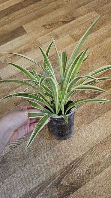 горшки для цветов бишкек: Хлорофитум — 3