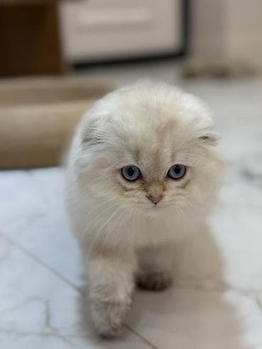 scottish fold: Скотиш Фолд (Шотландская вислоухая), 3 месяца, Мальчик, Золотая шиншилла, Приучена к лотку — 3