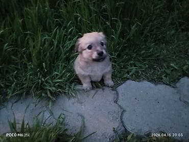 щенята даром: Щенки -дворняжкиДевочки все 5-недель,звотночки- будут среднего — 5