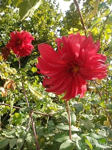 гулдор роза: Продаю клубни георгин,высокие кактусные желтые,розовые игольчатые — 6