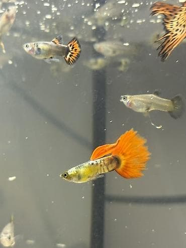 аквариумы: Продаю Аквариумный комплект с живыми гуппи фильтр и обогреватель в — 3