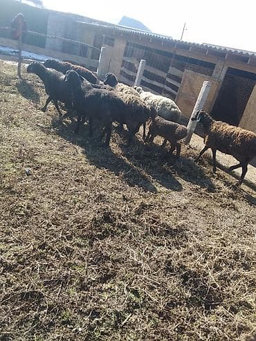 хомяки бишкек: Сатам | Ургаачы кой (ургаачы), Козу, Кочкор (эркек) | Көбөйтүү үчүн, Жүн үчүн | Бооз, Ургаачы, Токту — 3