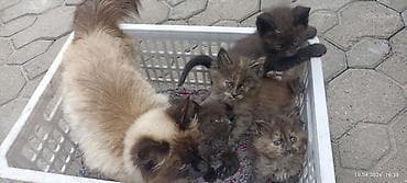 бенгал кошка цена: Котята от кошки с сиамским окрасом - Помёт: несколько котят разной — 3