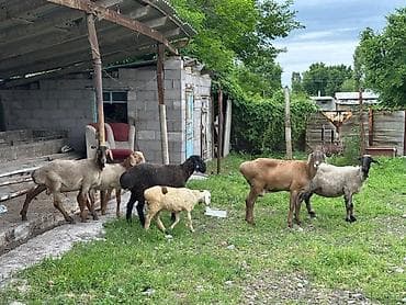 китайский шарпей цена: Продаю | Овца (самка) | На забой | Матка — 1