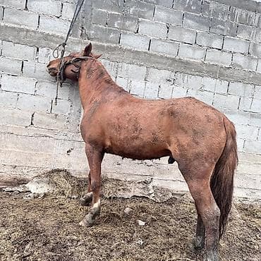 сколько стоит верблюд в сомах: Продаю | Жеребец | Рабочий — 2