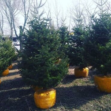 дербенник саженец: Саженцы деревьев: Пихты, Платная доставка — 7