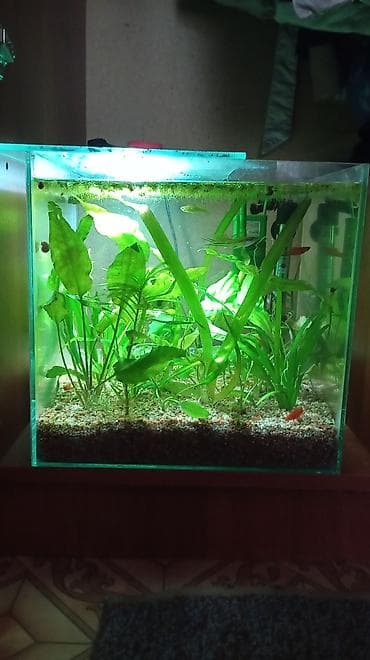 живая рыба в бишкеке: Продам на 30 литров квариум со всем содержимым: Фильтр, крышка, тена — 1