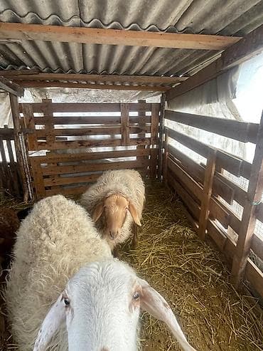 А/ч жаныбарларын сатам: Сатам | Ургаачы кой (ургаачы) | Көбөйтүү үчүн | Токту — 2