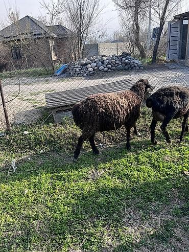 улуу тоо: Сатам | Ургаачы кой (ургаачы) | Көбөйтүү үчүн | Ургаачы — 3