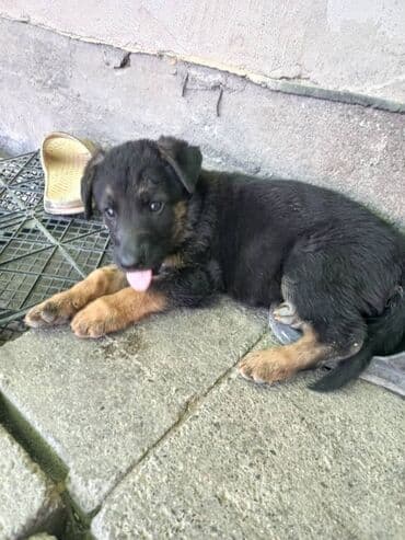 собака долматинец: Немецкая овчарка — щенки Предлагаются щенки немецкой овчарки — 8