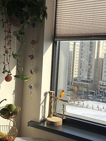 ат баши: Продаю канарейку поющую, возраст 2 г вместе с клеткой — 2