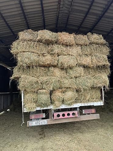 Үй жаныбарлары үчүн товарлар: Сено в тюках - Прессованные прямоугольные тюки, аккуратно сложенные — 2