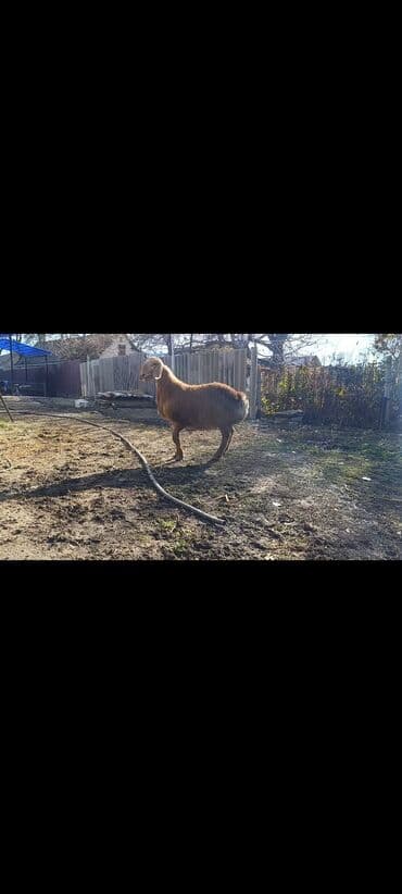 Кемирүүчүлөр: Сатам | Ургаачы кой (ургаачы) | Романовская | Көбөйтүү үчүн | Ургаачы — 1