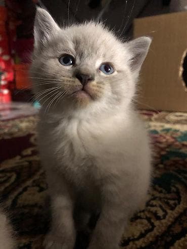 котята скотиш: Скотиш Страйт (Шотландская прямоухая), 5 месяцев, Девочка, Приучена к лотку — 9